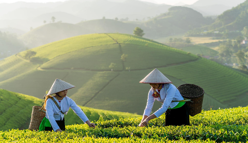 tea plantation in vietnam